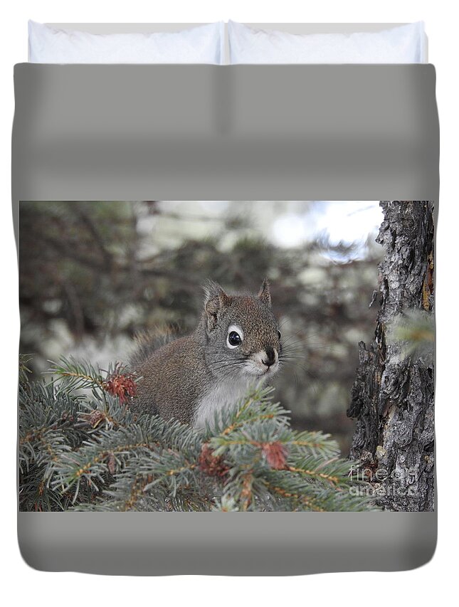 Squirrel Duvet Cover featuring the photograph Squirrel by Nicola Finch
