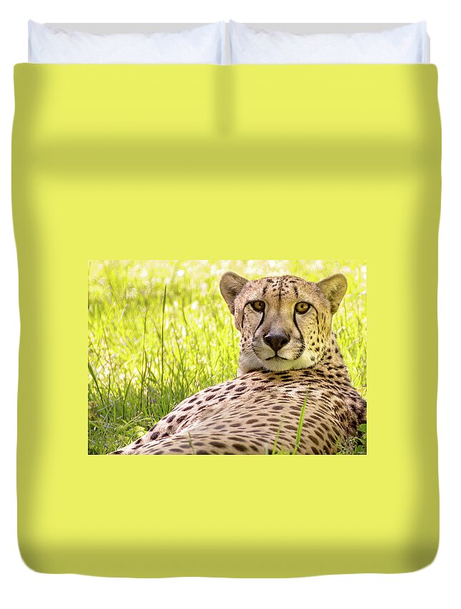 Zoo Duvet Cover featuring the photograph Staring cheeta by Robert Miller