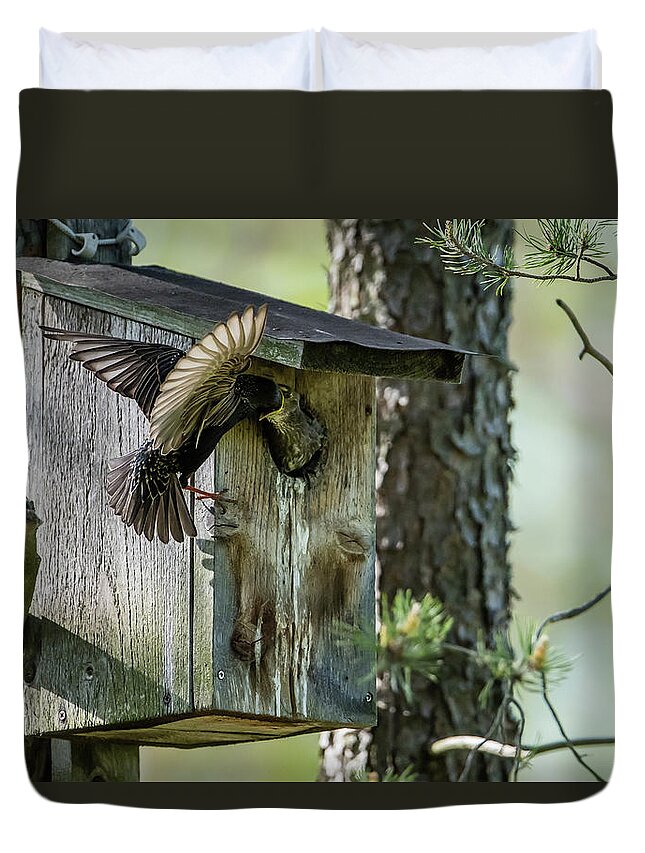 Starling Duvet Cover featuring the photograph Starling feed the nestling deep in the throat by Torbjorn Swenelius