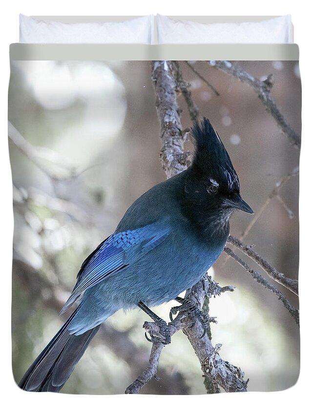 Yellowstone National Park Duvet Cover featuring the photograph Stellar Jay by Cheryl Strahl