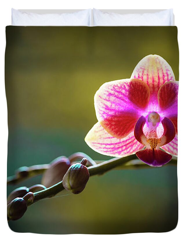 Background Duvet Cover featuring the photograph Striped Orchid Flower by Raul Rodriguez