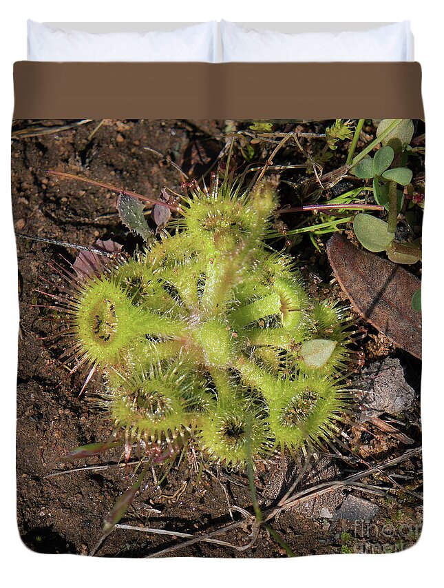 Australia Duvet Cover featuring the photograph Sundew 'Drosera Rotundifolia' by Elaine Teague