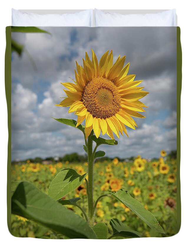 Sunflower Duvet Cover featuring the photograph Sunflower in Field by Carolyn Hutchins