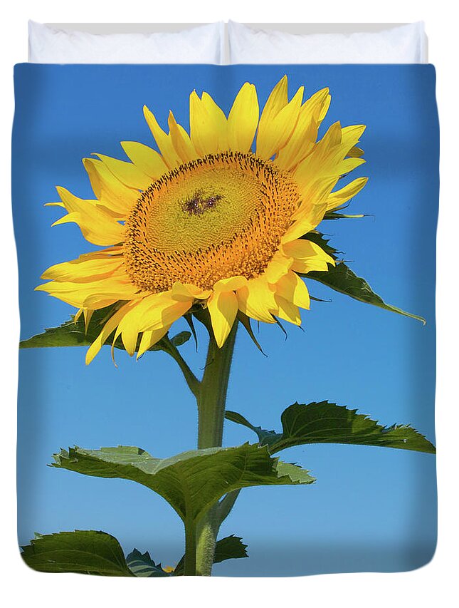 Sunflower Duvet Cover featuring the photograph Sunflower Portrait by Kimberly Blom-Roemer