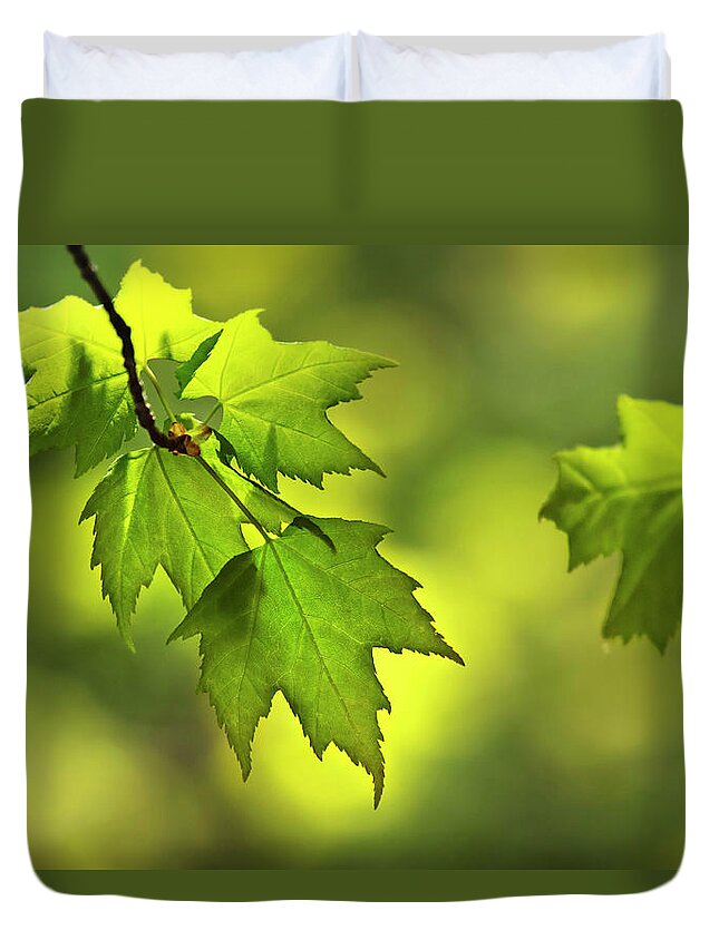 Leaves Duvet Cover featuring the photograph Sunlit Maple Leaves In Spring by Christina Rollo