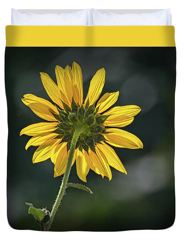 Bloom Duvet Cover featuring the photograph Sunny Sunflower Following the Sun by Debra Martz