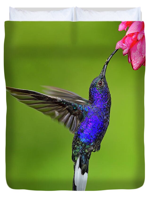 Violet Sabrewing Duvet Cover featuring the photograph Sweet Tooth by Tony Beck