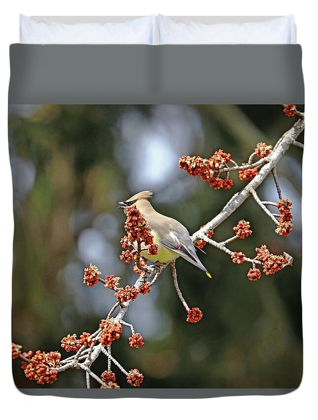 Cedar Waxwing Duvet Cover featuring the photograph Swinging In The Wind by Debbie Oppermann