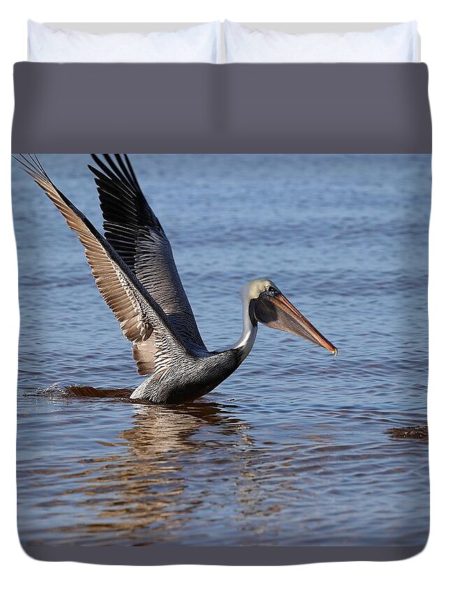 Pelican Duvet Cover featuring the photograph Take off by Mingming Jiang