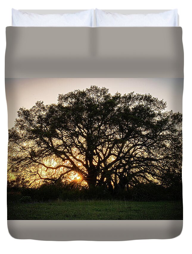 Bosque County Duvet Cover featuring the photograph Texas Ranch Oak at Sunset by Ron Long Ltd Photography