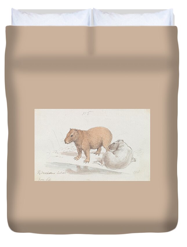 19th Century Duvet Cover featuring the drawing The Capybara by Charles Hamilton Smith