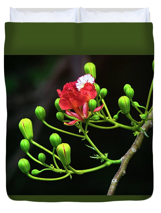 Nature Art Duvet Cover featuring the photograph The Delonix Regia by Gian Smith