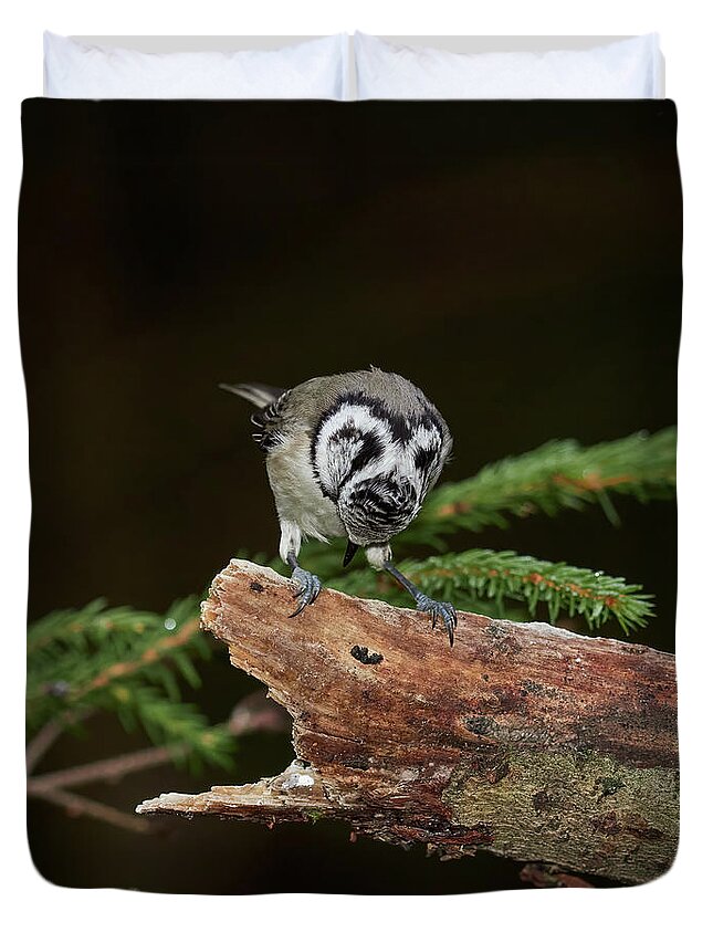 Finland Duvet Cover featuring the photograph The great bluff. Crested Tit by Jouko Lehto
