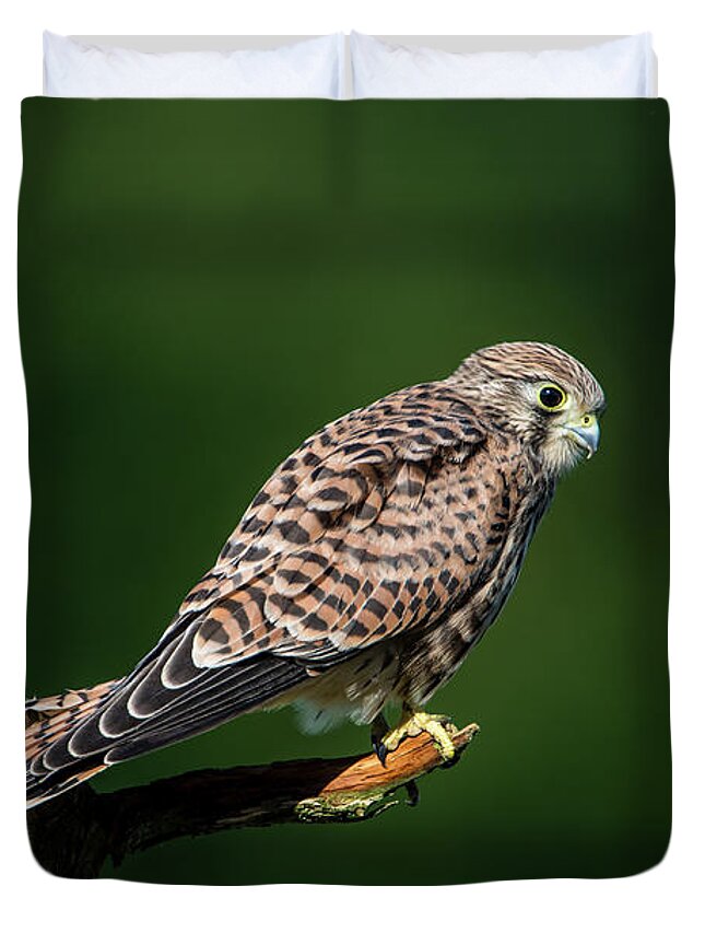 Kestrel Duvet Cover featuring the photograph The hunting position in profile for the young kestrel by Torbjorn Swenelius