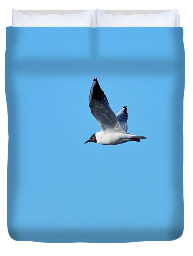 Chroicocephalus Ridibundus Duvet Cover featuring the photograph The light blue sky. Black-headed gull by Jouko Lehto