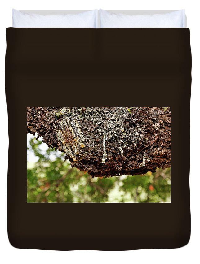 Mastic Duvet Cover featuring the photograph The mastic tree of Chios island, Greece by Constantinos Iliopoulos