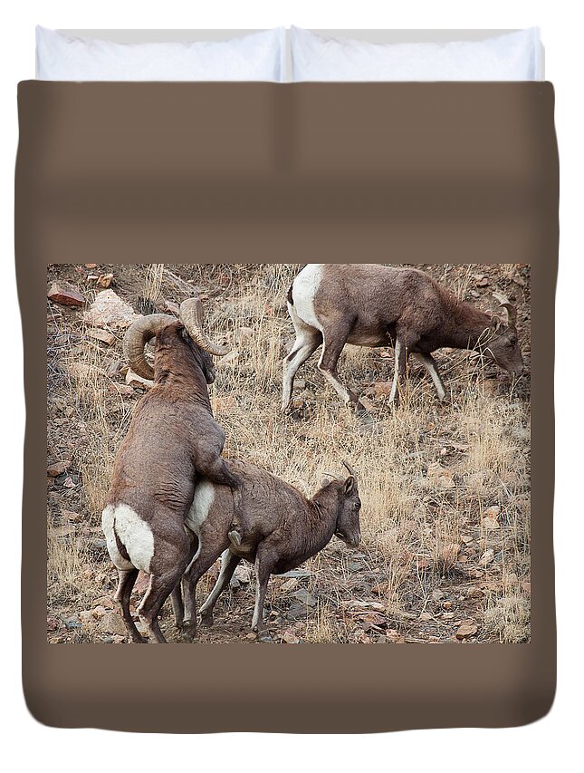 Mating Bighorn Sheep Photograph Duvet Cover featuring the photograph The Mating Game by Jim Garrison