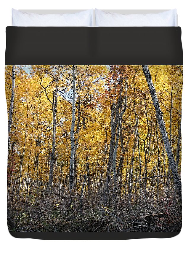 Forest Duvet Cover featuring the photograph The Poplar Grove by Ruth Kamenev