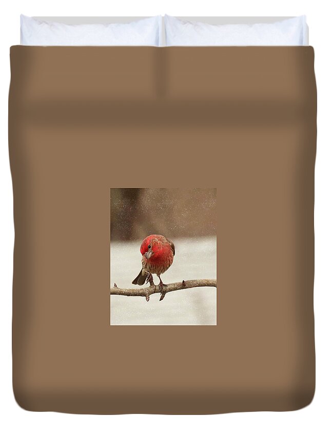 Bird Duvet Cover featuring the photograph The House Finch During Winter by Rebecca Grzenda