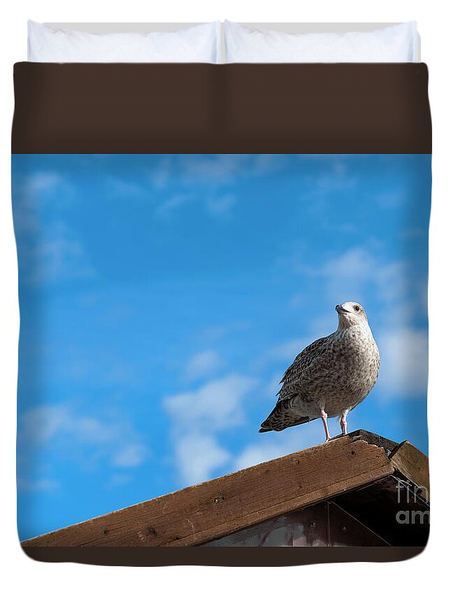 Seagull Duvet Cover featuring the photograph The Watchful Gull by Daniel M Walsh