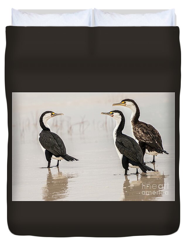 Beach Duvet Cover featuring the photograph Three Cormorants by Werner Padarin