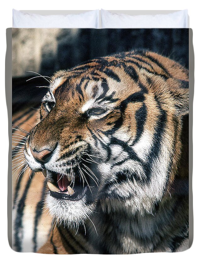 Tiger Duvet Cover featuring the photograph Tiger by Jim Mathis