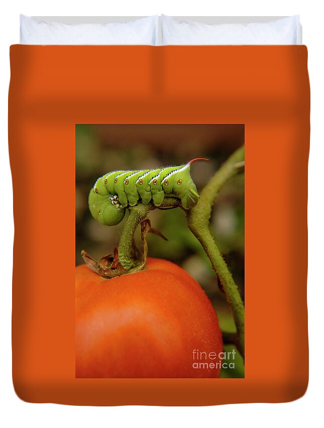 Green Duvet Cover featuring the photograph Tomato horn worm devours a tomato by Gunther Allen