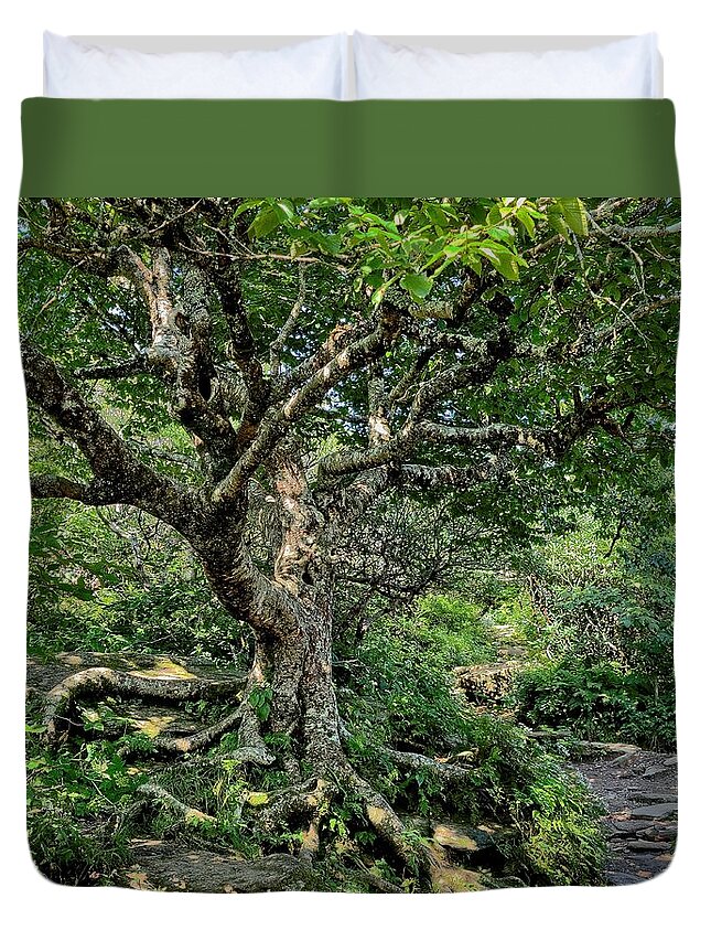Tree Duvet Cover featuring the photograph Tree of Wonder by Allen Nice-Webb