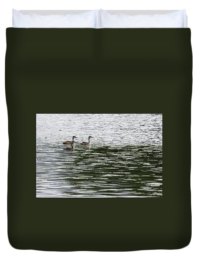 Finland Duvet Cover featuring the photograph Trio. Great crested grebe, young by Jouko Lehto
