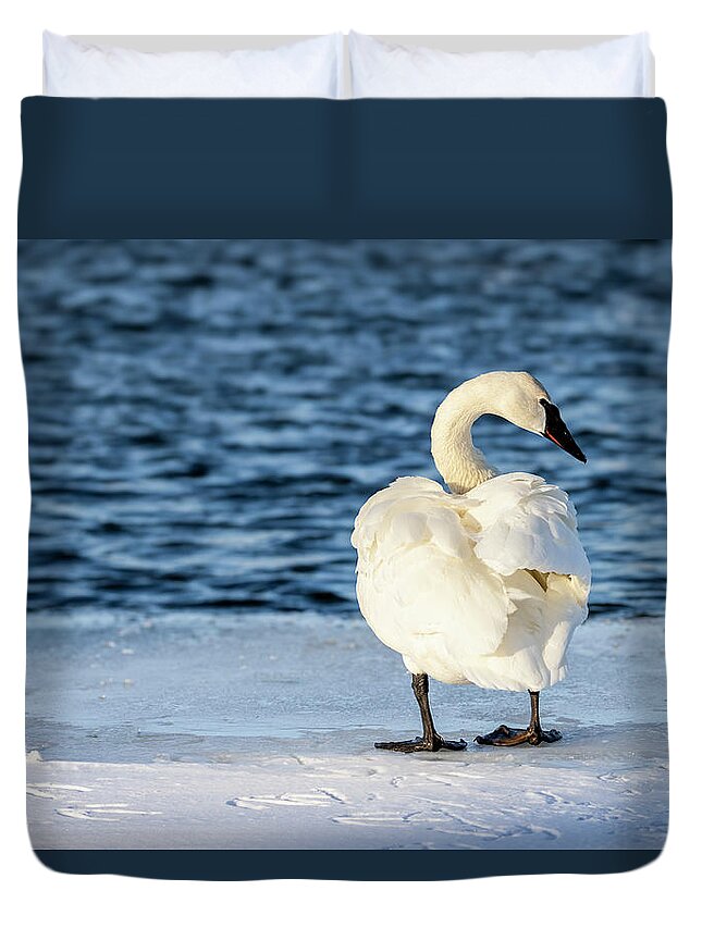 White Duvet Cover featuring the photograph Trumpeter Swan Ruffled Back by Patti Deters