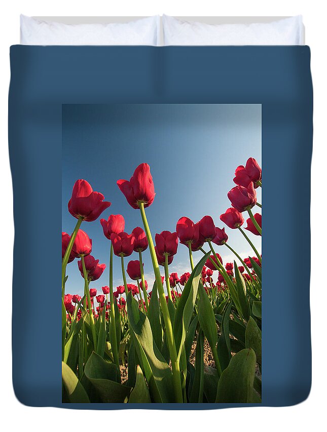 Tulips Duvet Cover featuring the photograph Tulips Looking Up by Michael Rauwolf