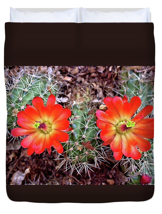 Cacti Duvet Cover featuring the photograph Twin Claret Cup Cactus by Bob Falcone