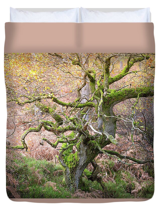 Twisted Duvet Cover featuring the photograph Twisted ancient oak tree in Autumn by Anita Nicholson