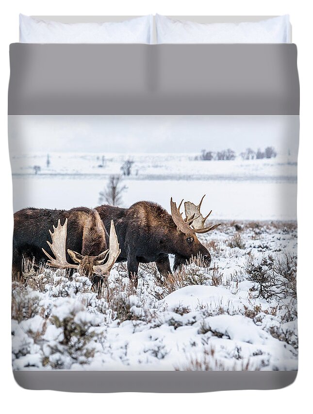 Moose Duvet Cover featuring the photograph Two Bulls In Winter by Yeates Photography