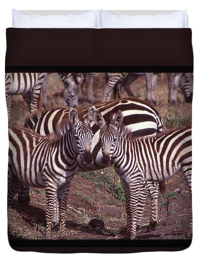 Africa Duvet Cover featuring the photograph Two Curious Young Zebras by Russel Considine