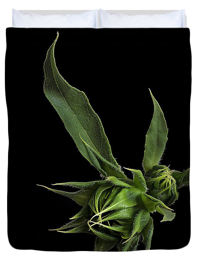 Wild Sunflower Buds Duvet Cover featuring the photograph Two Sunflower Buds by Endre Balogh