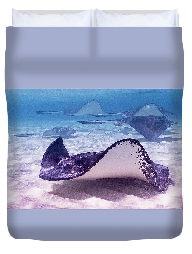 Animals Duvet Cover featuring the photograph Two-way Traffic by Lynne Browne