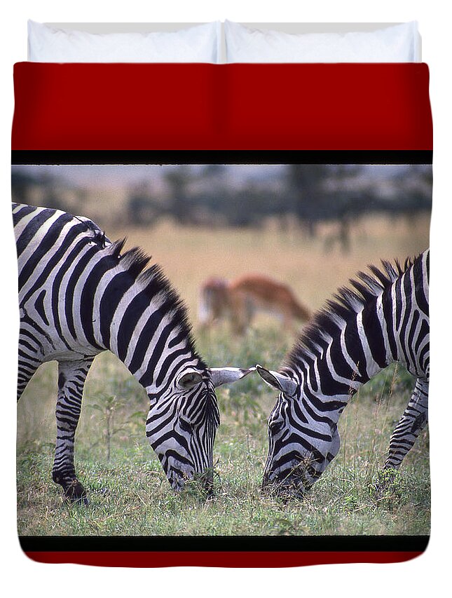 Africa Duvet Cover featuring the photograph Two Zebras Eating Face to Face by Russel Considine