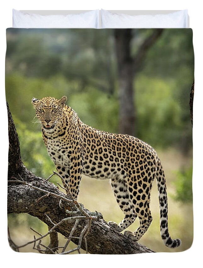 Wildlife Duvet Cover featuring the photograph Upwardly Mobile - South Africa by Sandra Bronstein