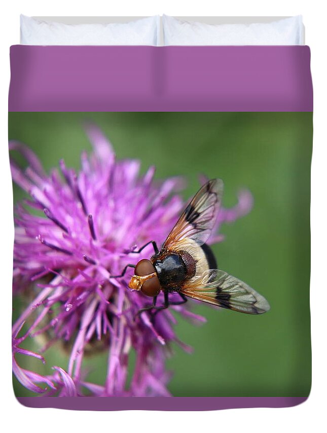 Volucella Pellucens Duvet Cover featuring the photograph Volucella pellucens sitting and standing on red clover trying find some sweet by Vaclav Sonnek