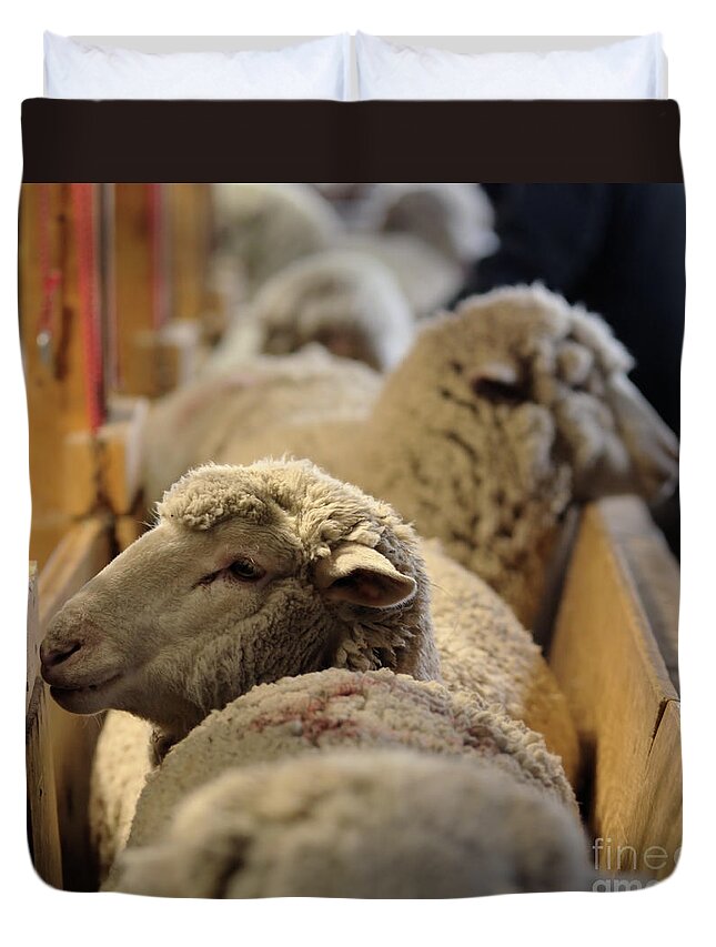 Sheep Duvet Cover featuring the photograph Waiting In Line by Kae Cheatham