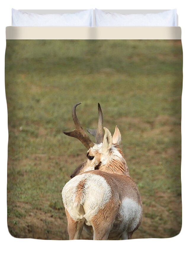 Antelope Duvet Cover featuring the photograph Watchful Antelope by Amanda R Wright