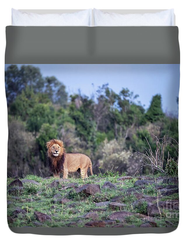 Africa Duvet Cover featuring the photograph Watchful prime male lion in the Masai Mara, Kenya by Jane Rix