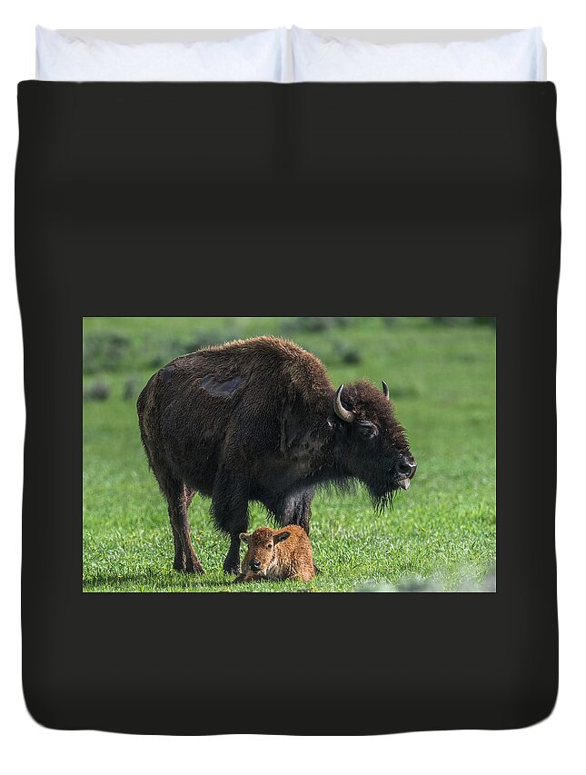 Mammal Duvet Cover featuring the photograph Watching Over Baby by Paul Freidlund