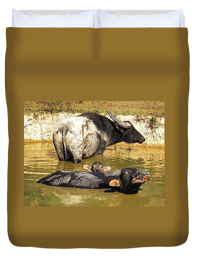 Raw And Real Northern Territory Series By Lexa Harpell Duvet Cover featuring the photograph Water Buffalo Family Portrait by Lexa Harpell