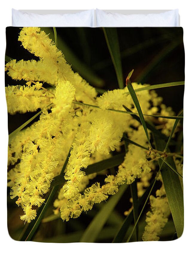 Flora;plant;flower;acacia;wattle;yellow;wildflower Duvet Cover featuring the photograph Wattle C02 by Werner Padarin