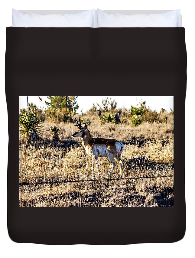 Pronghorn Duvet Cover featuring the photograph West Texas Pronghorn 001085 by Renny Spencer