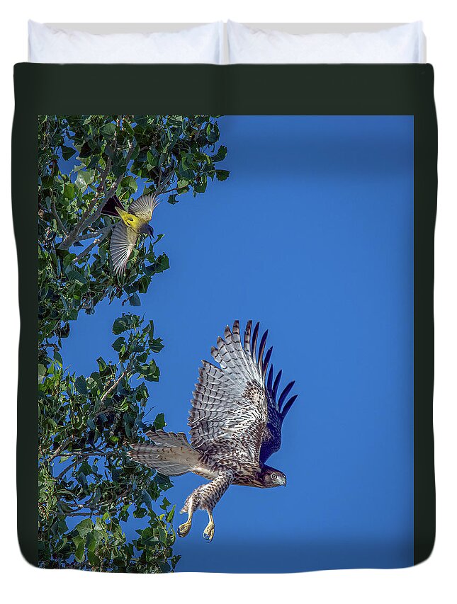Red Tailed Hawk Duvet Cover featuring the photograph Western Kingbird vs Red Tailed Hawk 3 by Rick Mosher