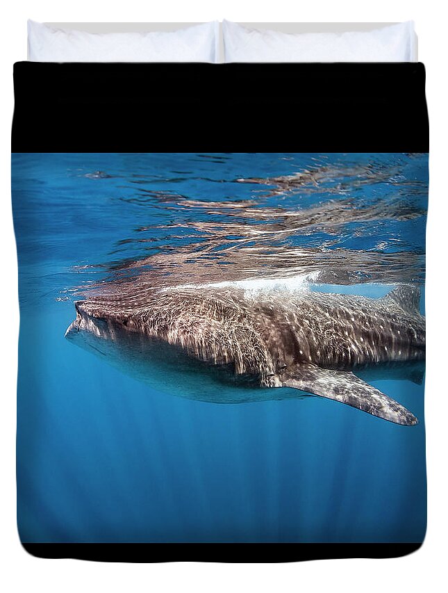 Holbox Duvet Cover featuring the photograph whale shark - Rhincodon typus by Olivier Parent