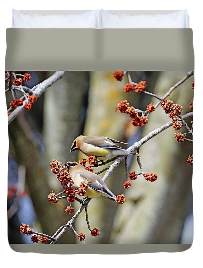 Cedar Waxwing Duvet Cover featuring the photograph What Are You Eating by Debbie Oppermann